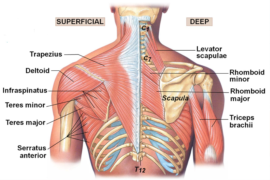 muscles of the neck and shoulder anatomy